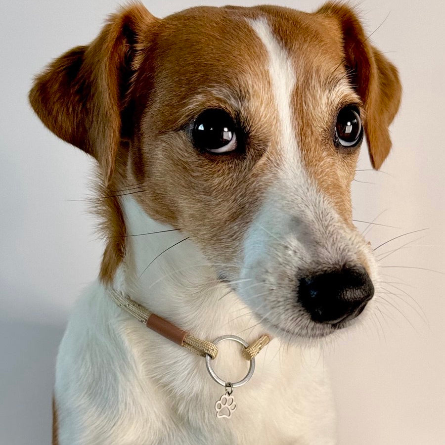 TagHug Reflective Beige ID tag collar. Reflective handmade accessory for dogs and cats.