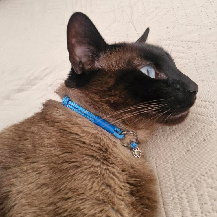 Cat wearing a TagHug XLine paracord pet ID collar in pink and blue, soft and comfortable for everyday wear.