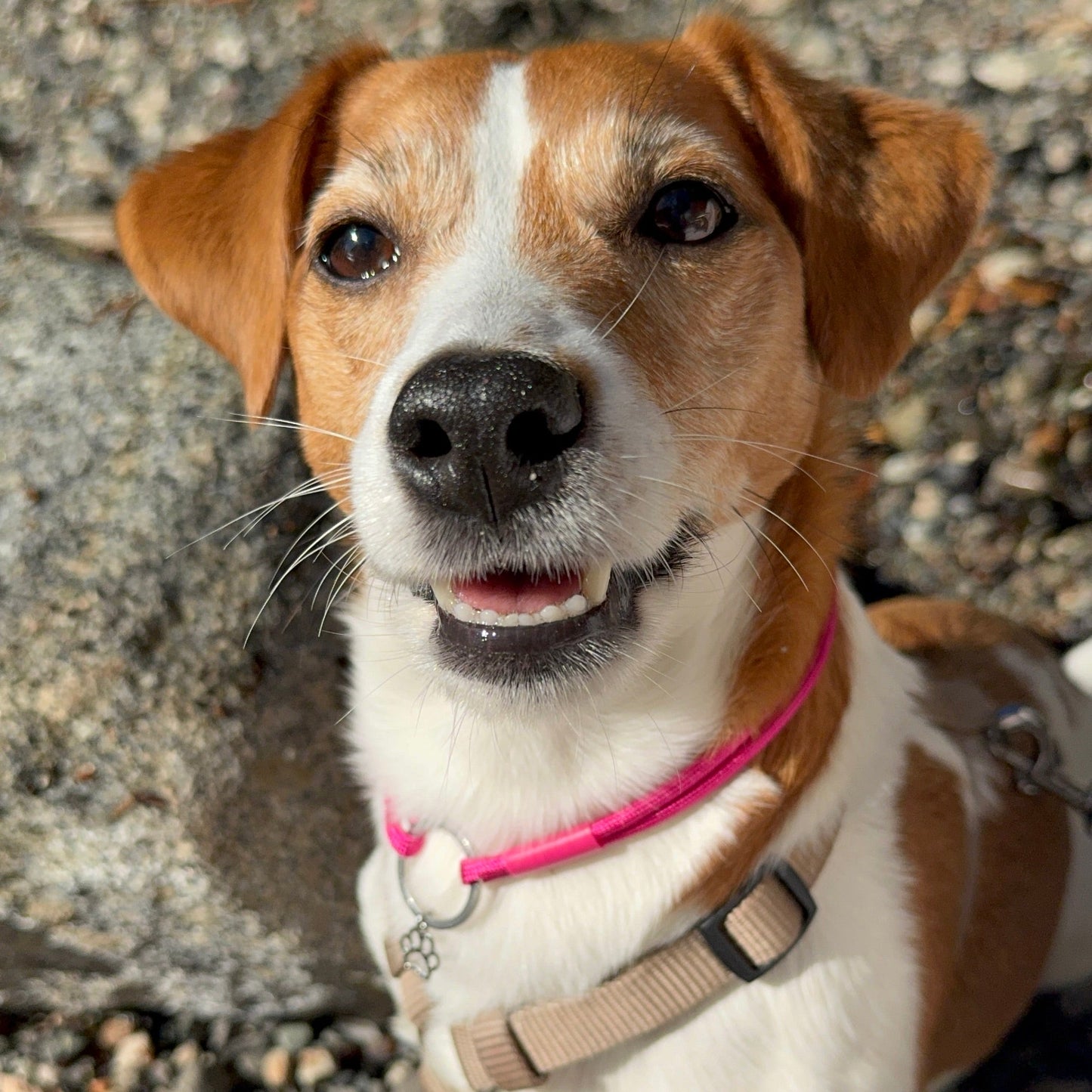 TagHug Reflective Fuchsia ID tag holder on pet collar. Reflective handmade accessory for dogs and cats.