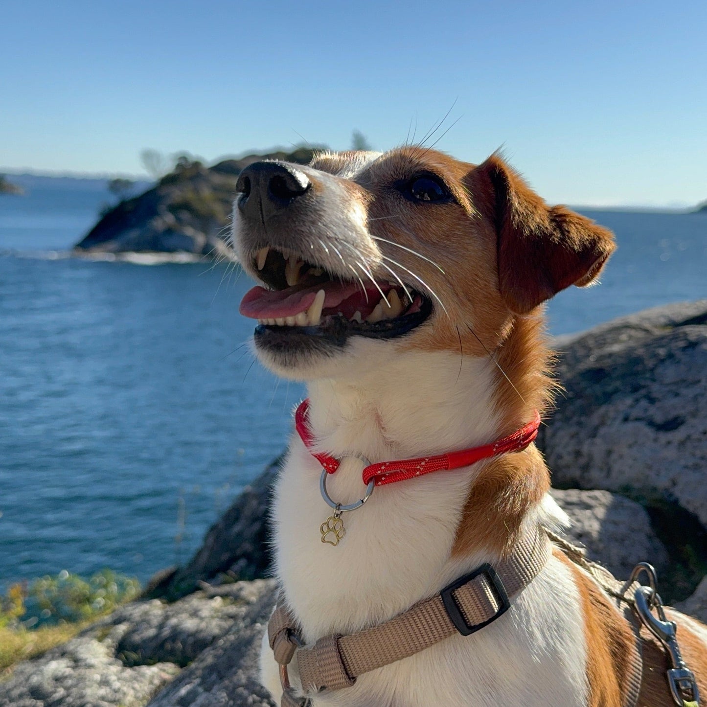 Dog standing on a rocky outcrop by a body of water with a clear blue sky.