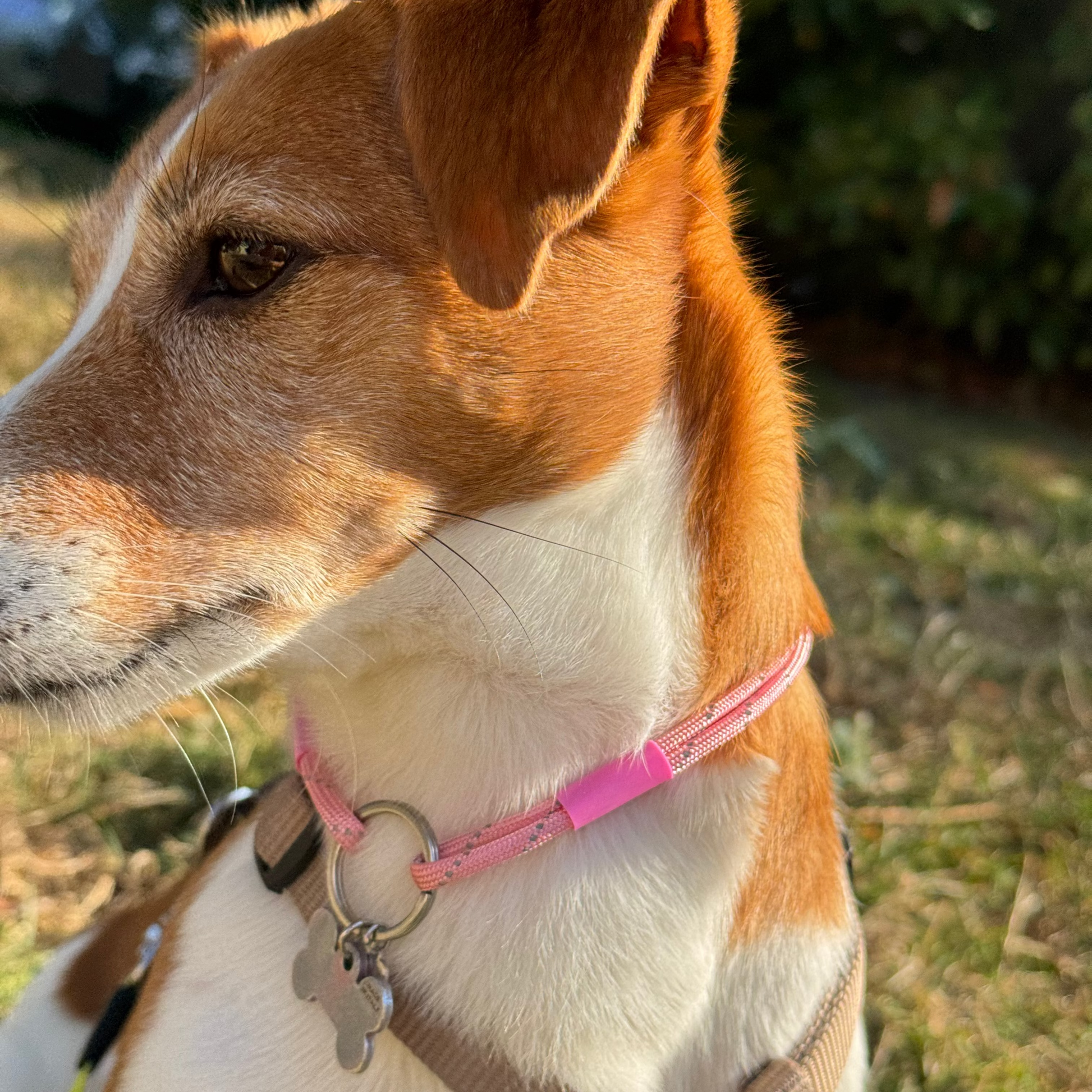 TagHug Reflective Pink ID tag collar. Reflective handmade pet accessory.