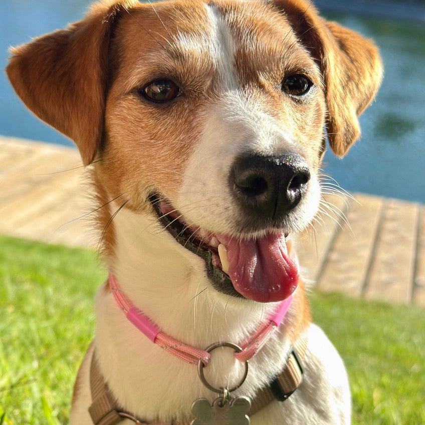 TagHug Classic Paracord Pet ID Collar for Dogs and Cats