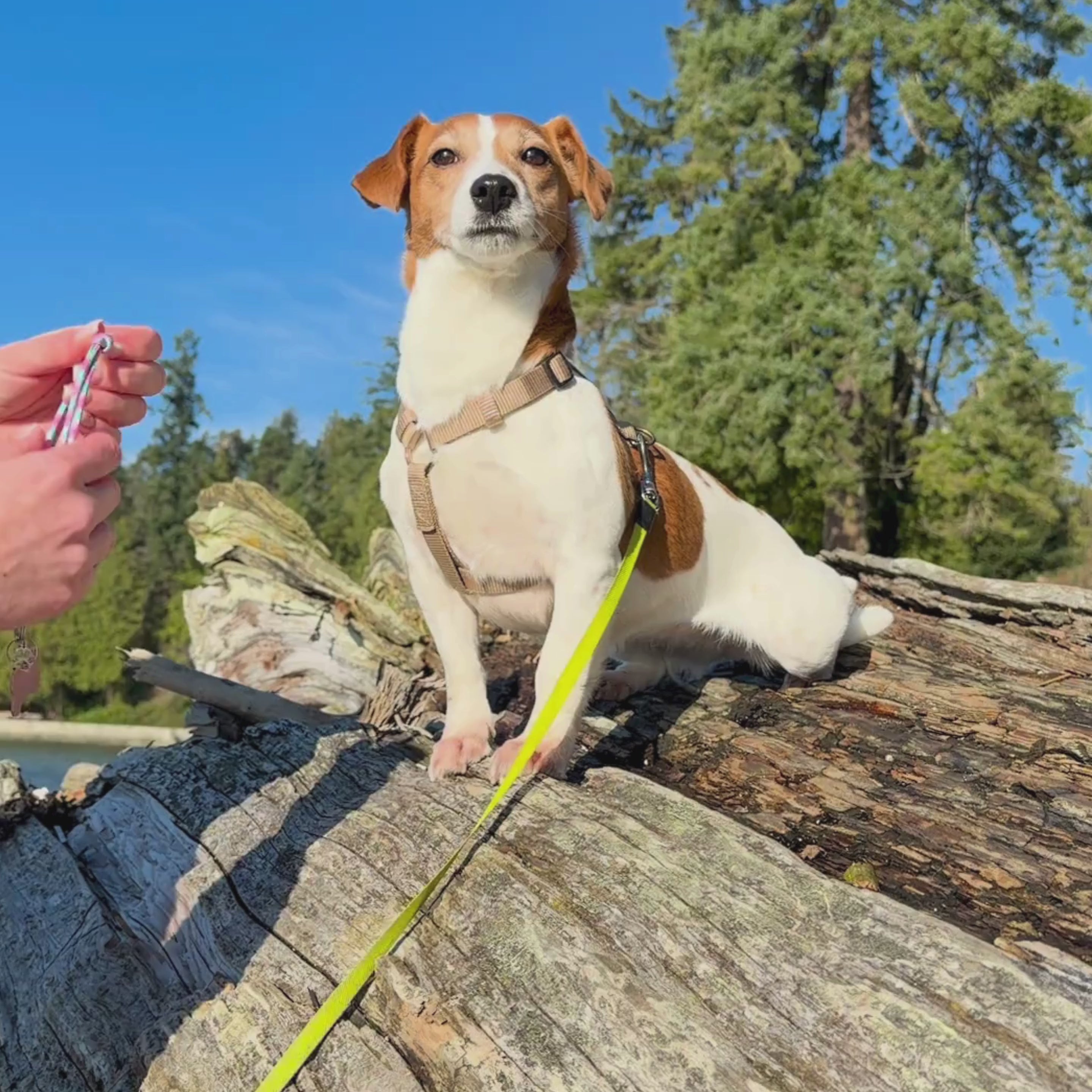 Load video: Paracor Mint Pink Pt ID Collar for dogs and Cats 